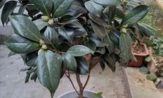 茶花为什么掉花蕾