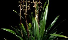 墨兰（兰科植物）