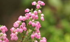 欧石楠（木本植物）
