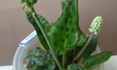 油点百合（球根植物）