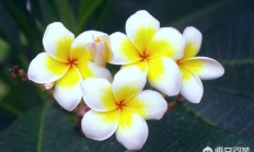 果儿花树根系昌盛吗？种墙边对墙会妨害吗？
