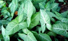 箭叶芋（木本植物）