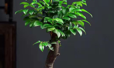 小叶紫檀（木本植物）