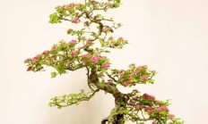 盆栽的山楂树，该当如何保护？如何造型？
