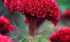 鸡冠花（草本植物）