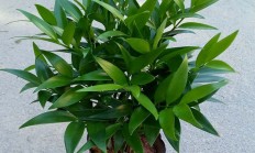 竹柏（木本植物）