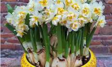水仙花花苞外皮发黄发干的原因剖析