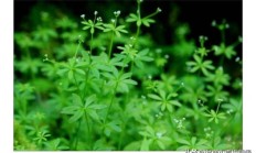 六叶葎是葎草吗？