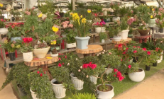 花卉基地打造“绿植超市” 绿色动力赋能乡村振兴