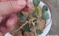 插条的木樨生根了，此刻要移植吗？
