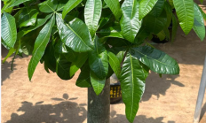 发财树（木本植物）