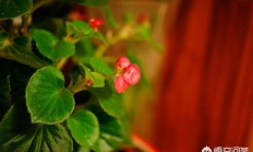 符合室内养，又能四序着花的植被有哪些？