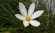 韭菜莲（球根植物）