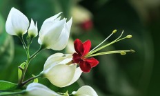 龙吐珠（藤本植物）