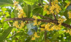 四季桂（木本植物）