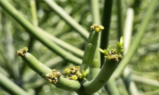 光棍树（木本植物）