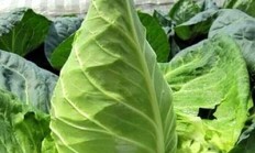 白菜的常见品种是什么？哪个适合在山中种植？