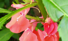 凤仙花（草本植物）