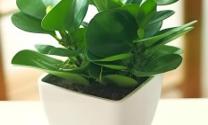 豆瓣绿（草本植物）