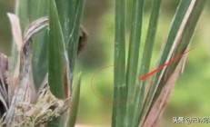 春兰，莲瓣兰，豆瓣兰。三者是什么联系？
