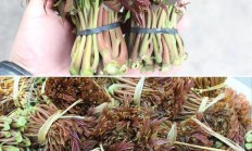 香椿头芽长多长最佳吃，长到多长就不许吃了？