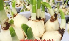 凌波仙子光蹭蹭长叶，不长花苞是什么因为，如何处置？