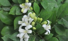 七里香（木本植物）