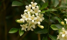 九里香（木本植物）