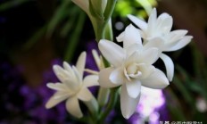 秋季适合种植哪些球根花卉？