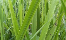 菖蒲（水生植物）