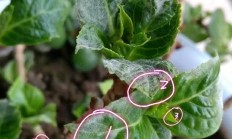 八仙花得了白喉，该如何治？