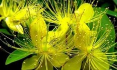 芒种花(芒种花的别名)