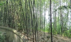 云南龙竹，中国那里有龙竹