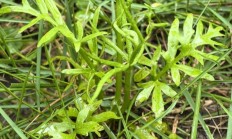 水蕨（水生植物）