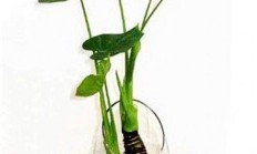 推荐几种Jiyin水培植物。筹集更容易吗？什么？