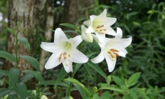 百合花（球根植物）
