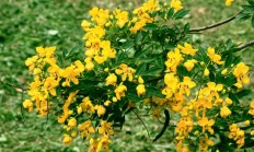 黄槐决明（木本植物）