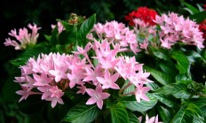 繁星花（宿根植物）