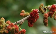 在教培植桑葚什么种类好？