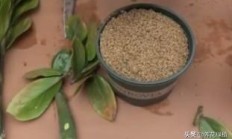 保护款项树怎样插条繁衍呢？