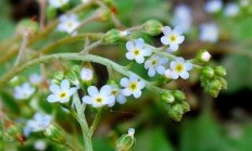 乡村野菜之一的附地菜你领会几何？