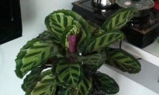 喜阴喜湿的植被有哪些？