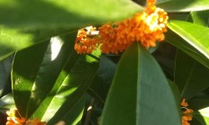 桂花树的分类是什么？