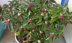 瑞香花在花后有三个花蕾。应该删除吗？