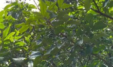 龙眼树如何培植才董事长满龙眼果？平常须要如何打理？