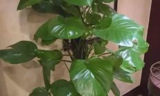心叶藤（藤本植物）