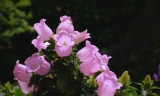 风铃草（草本植物）