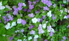 双色茉莉（木本植物）