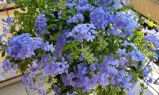蓝雪花的养殖方法(蓝雪花的养殖方法土)