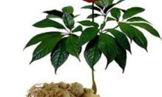 有一培植物叫三七是怎么办的？树吗？
